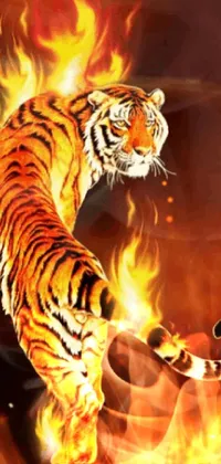 Orange Carnivore Felidae Live Wallpaper - free download