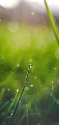 Water Plant Grass Live Wallpaper