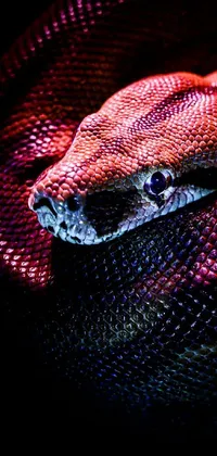 Reptile Electric Blue Terrestrial Animal Live Wallpaper