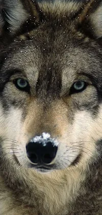 Carnivore Dog Snout Live Wallpaper