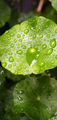 Water Plant Leaf Live Wallpaper