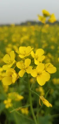 Flower Plant Grass Live Wallpaper