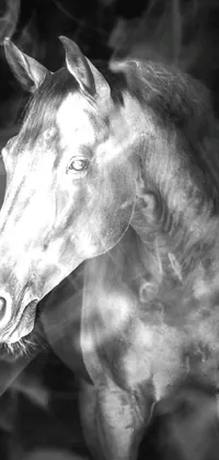 Organism Horse Black-and-white Live Wallpaper
