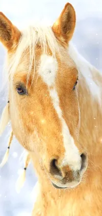 Snout Terrestrial Animal Horse Live Wallpaper