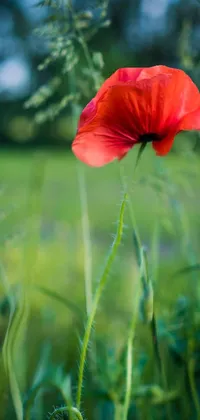Corn Poppy Flower Plant Live Wallpaper - free download Corn Poppy Flower Plant Live Wallpaper - free download