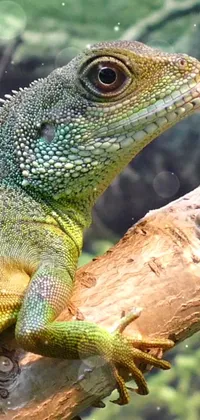 Lizard Reptile Green Live Wallpaper