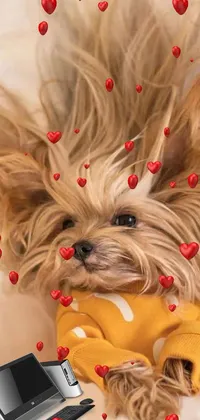 Carnivore Dog Snout Live Wallpaper