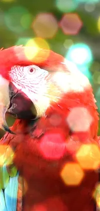 Nature Bird Parrot Live Wallpaper