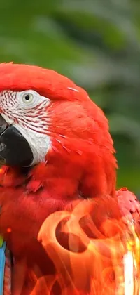 Bird Parrot Beak Live Wallpaper