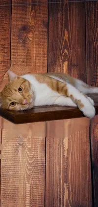 Brown Carnivore Cat Live Wallpaper