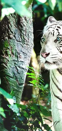 Nature Plant Bengal Tiger Live Wallpaper