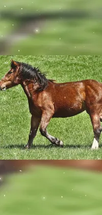 Grass Snout Terrestrial Animal Live Wallpaper