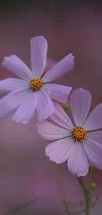 Flower Plant Petal Live Wallpaper