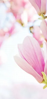 Flower Plant Petal Live Wallpaper