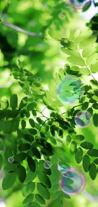 Leaf Branch Biome Live Wallpaper