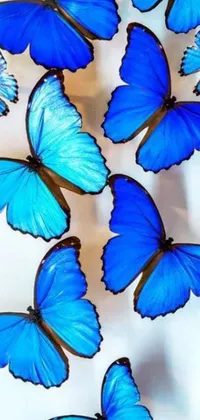 Blue Robot & Butterflies Live Wallpaper - free download