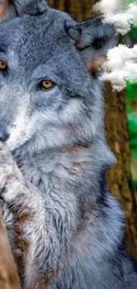 Tree Carnivore Dog Live Wallpaper