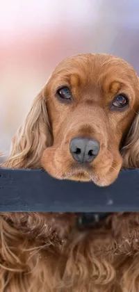 Carnivore Dog Wood Live Wallpaper