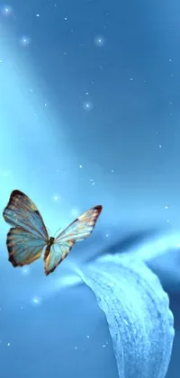 Sky Arthropod Butterfly Live Wallpaper