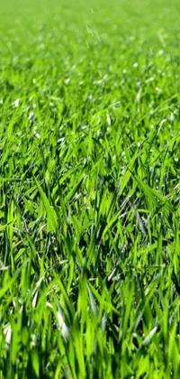 Plant Grass Green Live Wallpaper