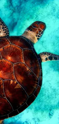 Water Reptile Underwater Live Wallpaper