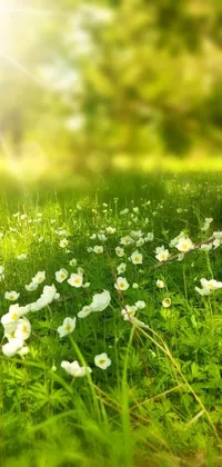 Flower Plant Grass Live Wallpaper