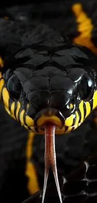 Reptile Terrestrial Animal Tread Live Wallpaper