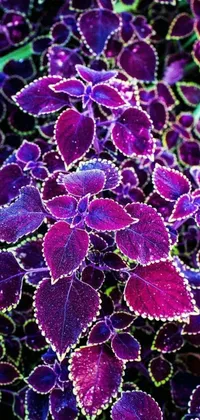 Purple Petal Organism Live Wallpaper