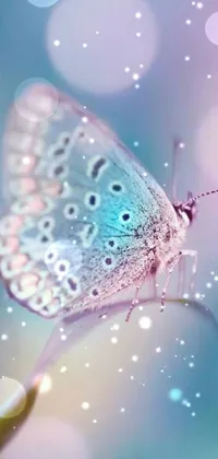 Liquid Pollinator Insect Live Wallpaper