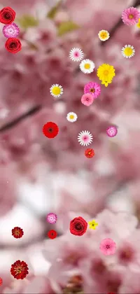 Petal Water Flower Live Wallpaper