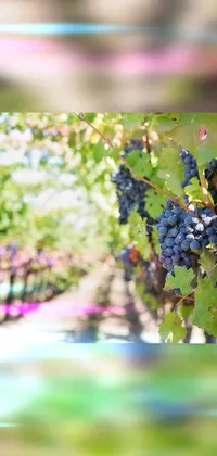 Plant Food Fruit Live Wallpaper
