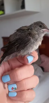 Bird Hand Beak Live Wallpaper