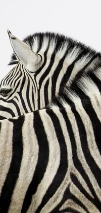 Zebra Eye Vertebrate Live Wallpaper