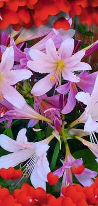 Flower Plant White Live Wallpaper