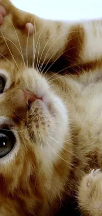 Cat Eye Felidae Live Wallpaper