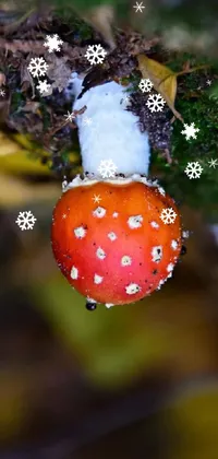Plant Christmas Ornament Water Live Wallpaper