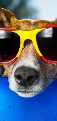 Nose Glasses Dog Live Wallpaper