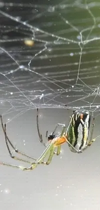 Arthropod Insect Argiope Live Wallpaper