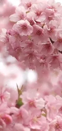 Flower Plant Petal Live Wallpaper