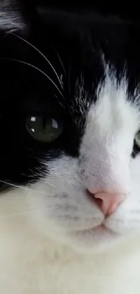 Hair Head Cat Live Wallpaper
