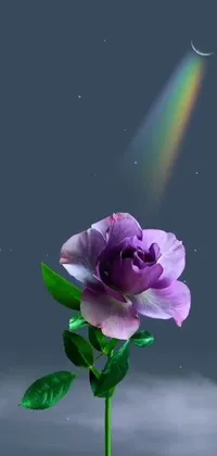 Flower Plant Petal Live Wallpaper