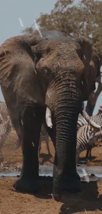 Elephant Ecoregion Vertebrate Live Wallpaper