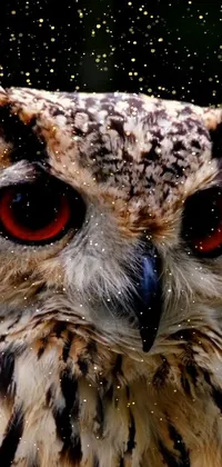 Bird Great Horned Owl Vertebrate Live Wallpaper