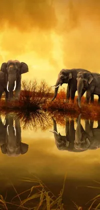 Water Elephant Sky Live Wallpaper