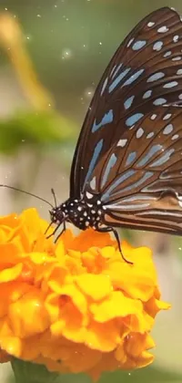 Brown Flower Pollinator Live Wallpaper