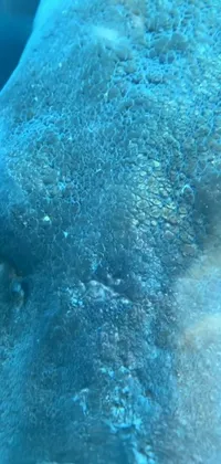 Water Blue Underwater Live Wallpaper