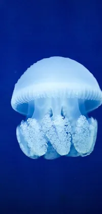 Jellyfish Bioluminescence Marine Invertebrates Live Wallpaper