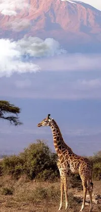 Giraffe Sky Giraffidae Live Wallpaper