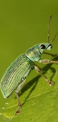 Insect Arthropod Beetle Live Wallpaper