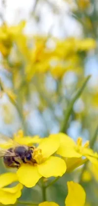 Flower Pollinator Insect Live Wallpaper